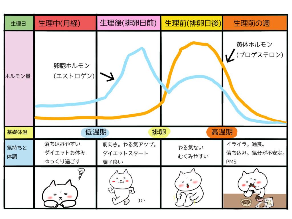 生理周期と女性ホルモン