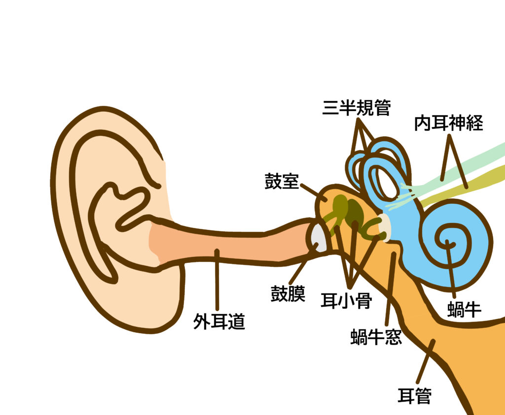 耳の構造