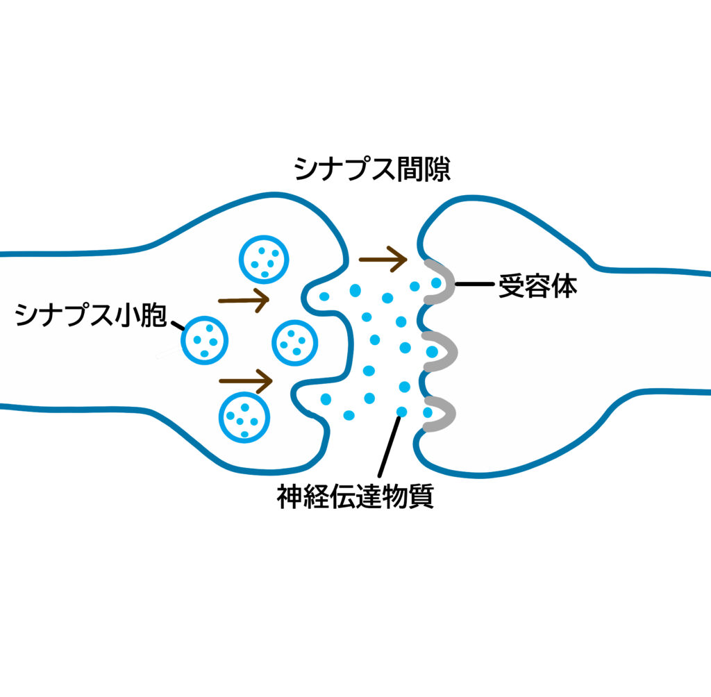 シナプス間隙での神経伝達物質の働き