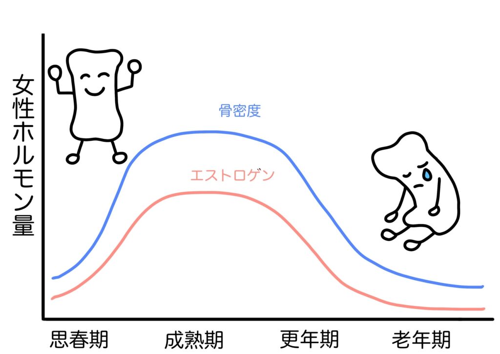 エストロゲンと骨密度