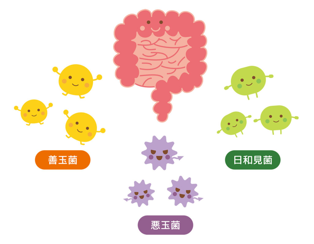 腸内の善玉菌・日和見菌・悪玉菌