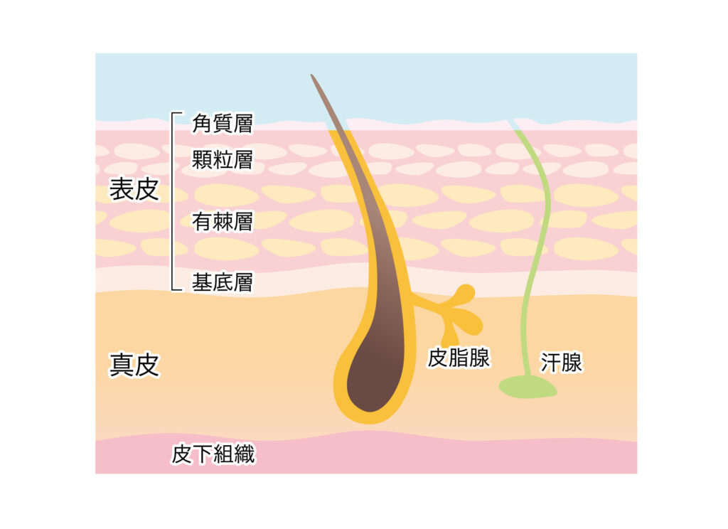 皮膚の断面図・毛穴と皮脂腺