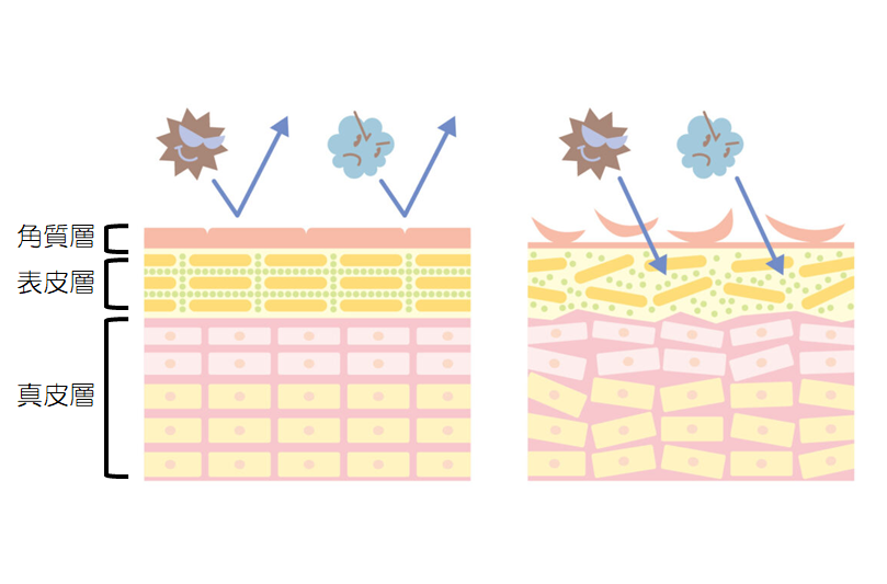 肌のバリア機能